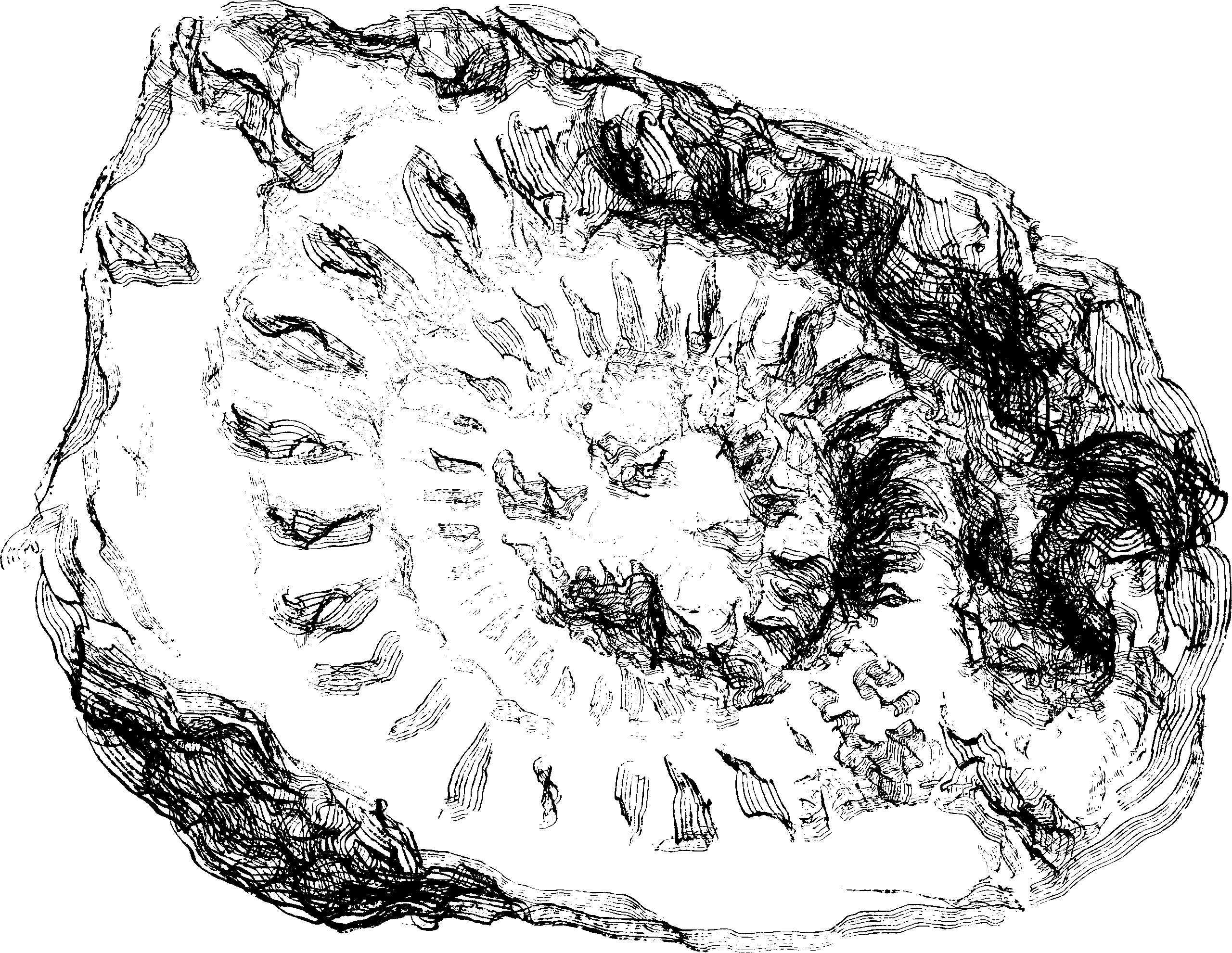 fossile simple scaled