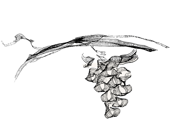 grappe raisin bourgogne