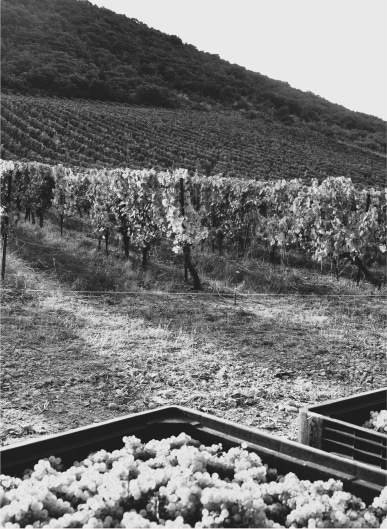 vigne chablis noir blanc