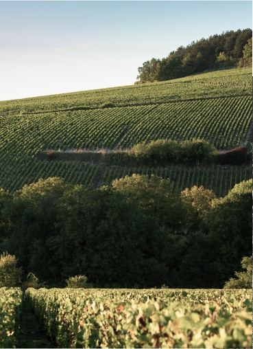 vigne de chablis