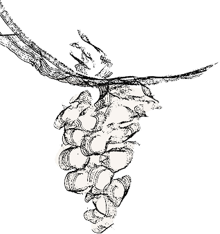 raisin equipe mobile