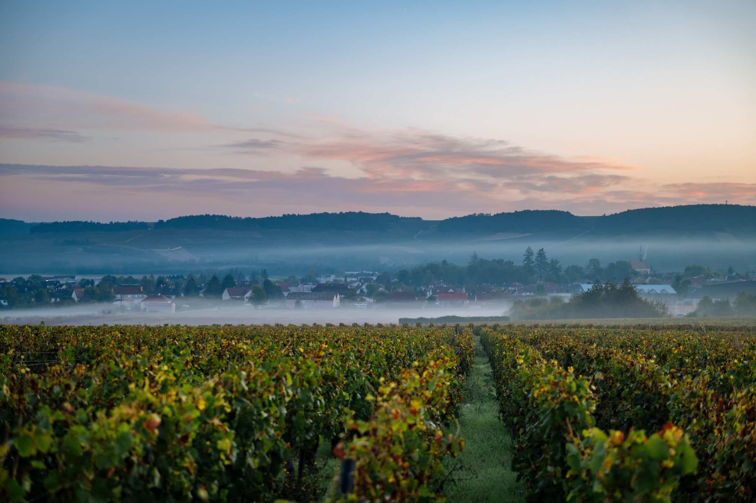 Vignoble de Chablis engagé dans une viticulture durable et responsable