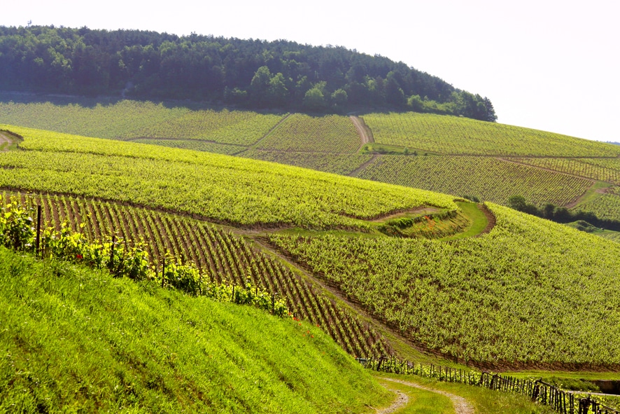 expériences à Chablis, en bourgogne par Laroche