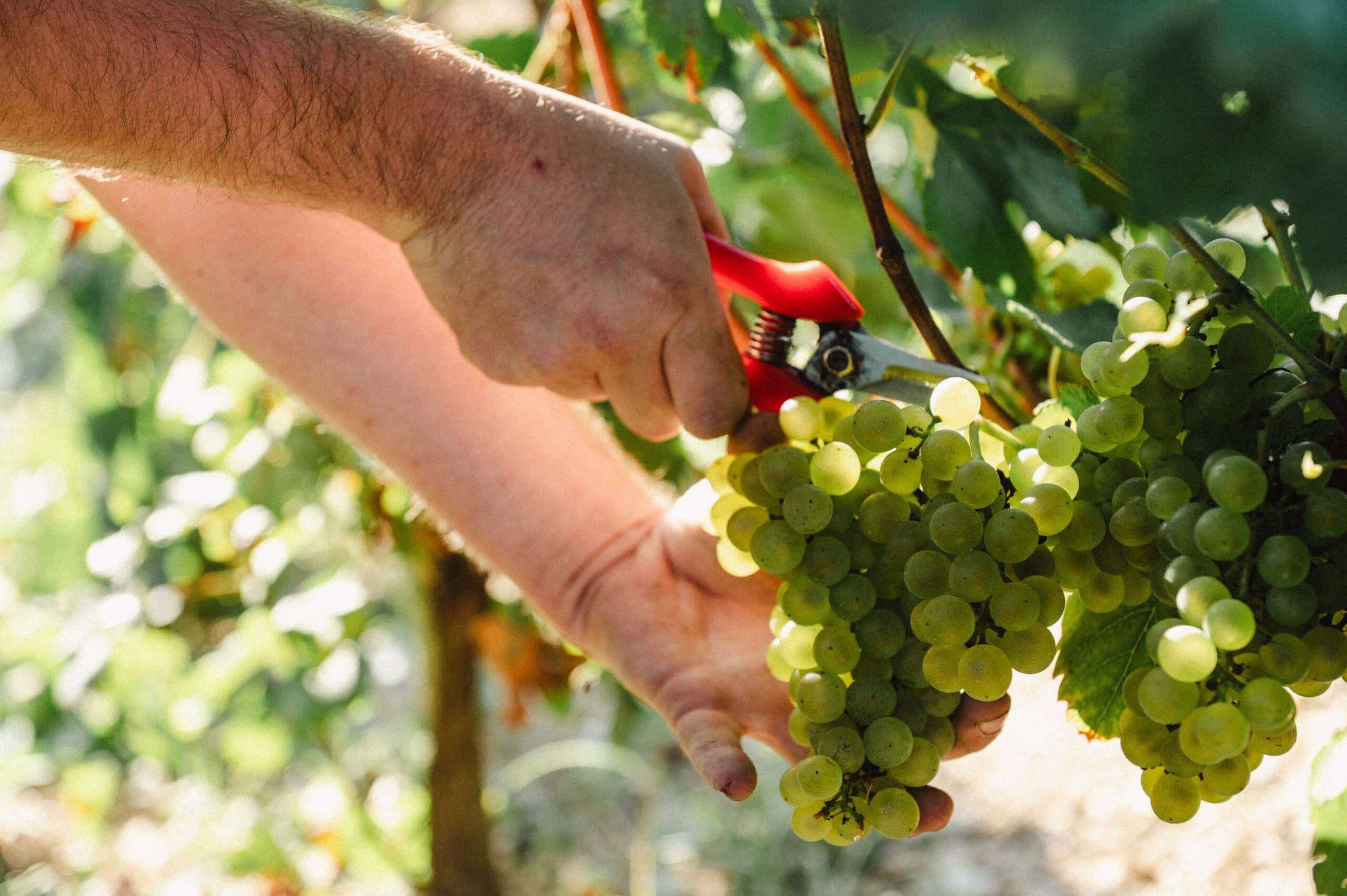 Une organisation millimitree dans le vignoble scaled