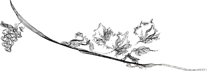 branche romain chevrolat entier