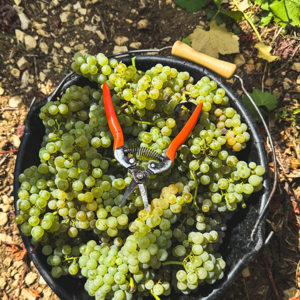 laroche-vendanges